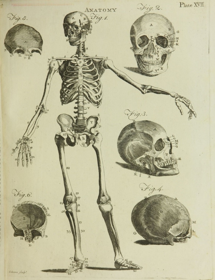 Anatomical illustration of human skeleton and views of skulls, 1790