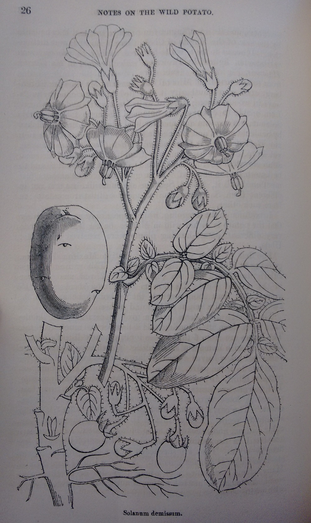 Line drawing of a wild potaot plant, 19th century